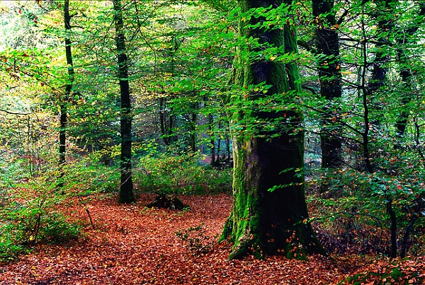 arbre 31_10_09n04.jpg
